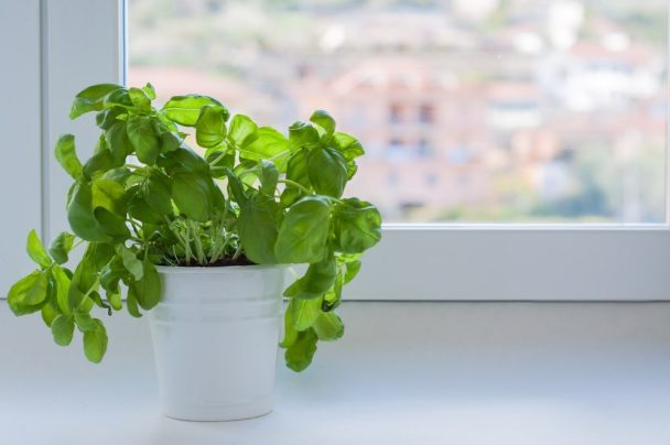 Plant on window