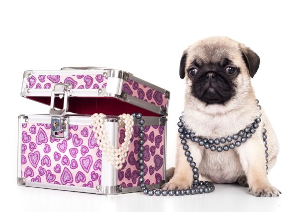 Pug wearing necklace