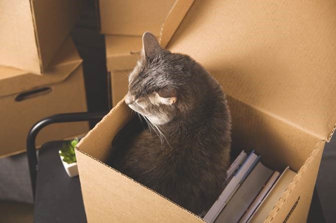Moving with a Cat